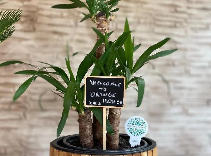 Orange House * Constanţa