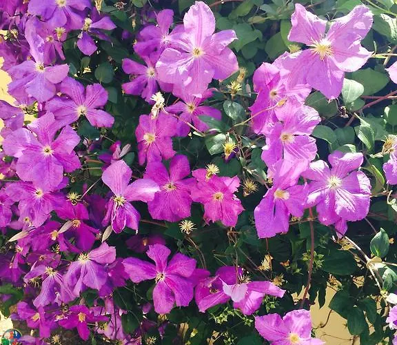 Orange House Séjour chez l'habitant *