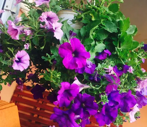 Orange House * Constanţa