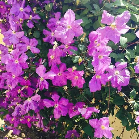 Orange House Pansiyon *