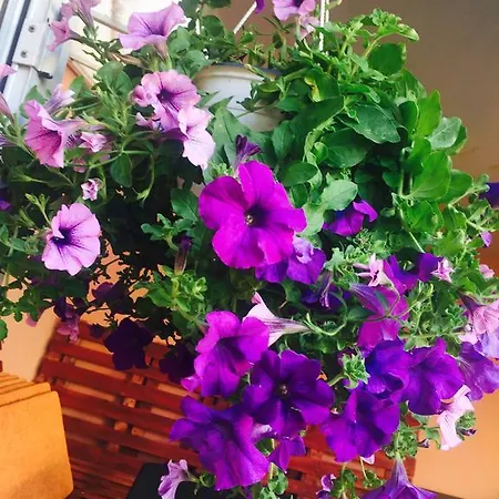 Orange House * Constanţa